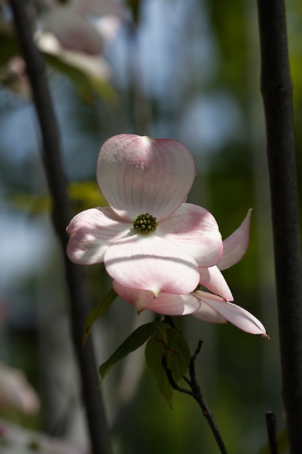 Jardin des Impressionnistes-MAI14-015